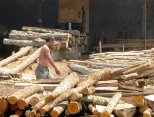 Kilang Kayu di Biru-Biru..