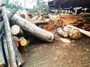 Kilang kayu yang berada di Pancurbatu