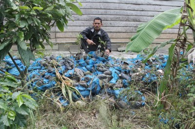 Ratusan polibag bibit tanaman kopi diduga tidak sesuai standar mutu ditemukan dibuang begitu saja di salah satu rumah kelompok petani. SUMUT BERITA | BARON PURBA