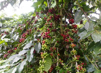 Kopi Robusta