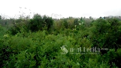 Lahan cetak sawah di Desa Huta Puli, Siabu yang kembali menjadi belukar. SUMUT BERITA | FENDY LUBIS