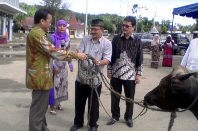 Walikota Gunung Sitoli saat menyerahkan hewan qurban.   SUMUT BERITA | SUDIRMAN MENDROFA