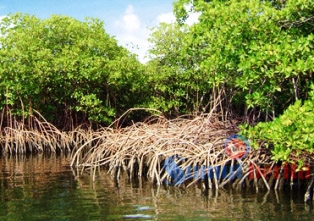 mangrove