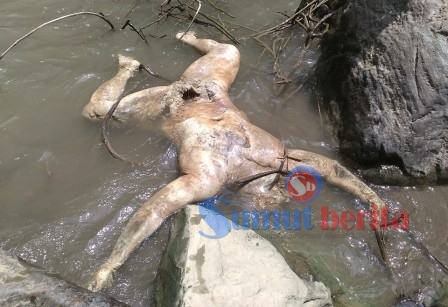 Kondisi jasad korban yang membusuk saat ditemukan mengapung di sungai Lau Gunung. SUMBER/pardi simalango
