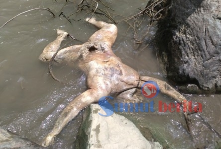 Kondisi jasad korban yang mulai membusuk saat ditemukan mengapung di sungai Lau Garut. SUMBER/pardi simalango