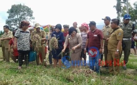 Wabup Karo Cory Sriwaty Sebayang didampingi jajarannya saat melaksanakan panen bawang merah di Kecamatan Tiganderket. SUMBER/pardi simalango