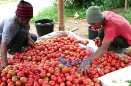Petani tomat K. Ginting warga Desa Samura, sedang mensortir buah tomat sebelum dijual, Senin (18/7). SUMBER/pardi simalango